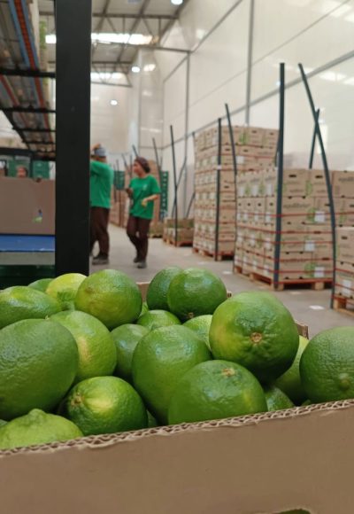 packing – limones packing - limones